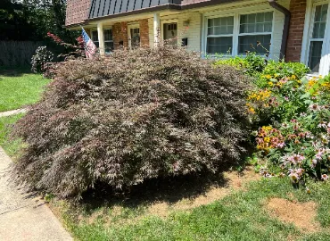 Japanese Maple tree planting in Arlington, VA.