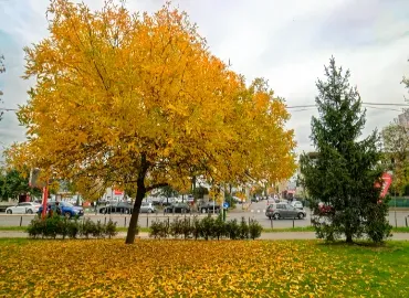 Tree in Arlington, Virginia in the Fall.