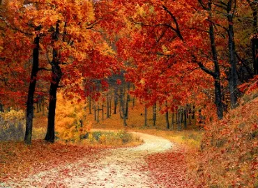 Trees in Arlington, Virginia in Fall.