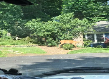 Deer eating plants in Arlington, VA.