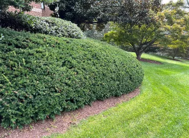 Pruning hedges in Arlington by Hall's Landscaping.