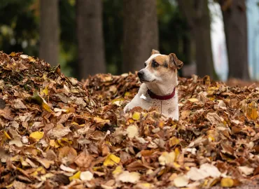 Leaf piles in Arlington, VA.