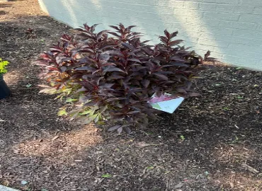 Hall's Landscaping has the best new plants in Arlington, Virginia.