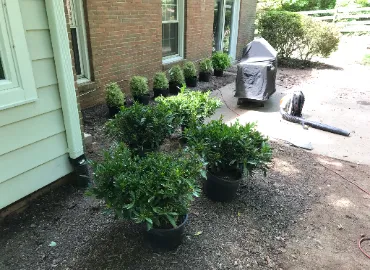 Best Plants in Arlington, VA by Hall's Landscaping.