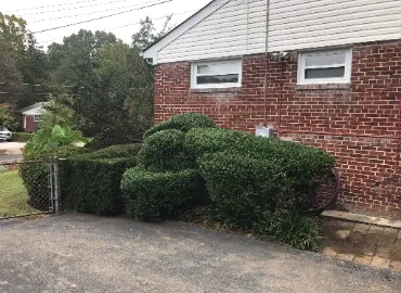 Pruning Boxwood hedges in Arlington, Virginia.