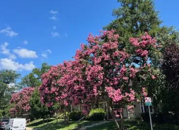 Pruning Crape Myrtle trees in Arlington by Hall's Landscaping.