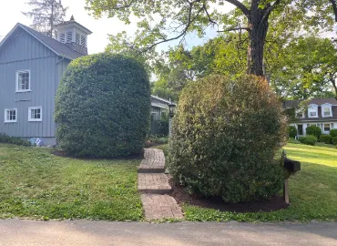 Prune Hollies in Arlington by Hall's Landscaping.