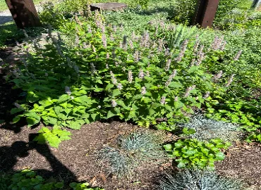 Prune Perennials and grasses in Arlington.