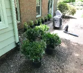 Best plants in Arlington by Hall's Landscaping.