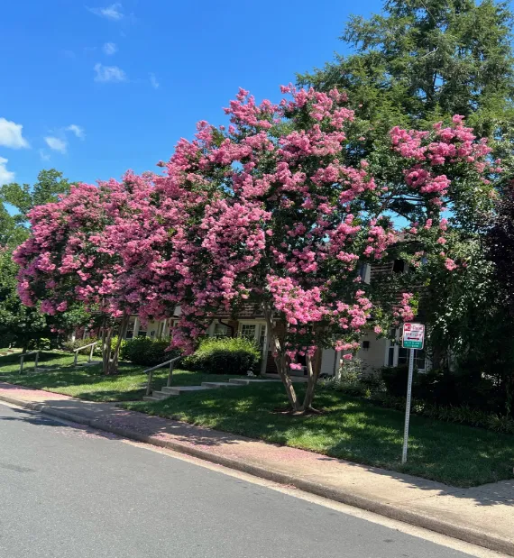 Crape Myrtle tree In Arlington, VA.