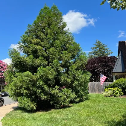 Tree Planting in Arlington by Hall's Landscaping.