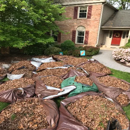 Leaf Pile removal in Arlington, VA.